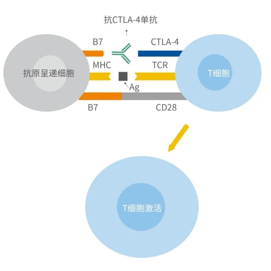 AG真人官方(中国)官方网站IOS/安卓通用版/手机app下载