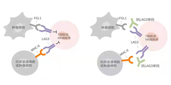 AG真人官方(中国)官方网站IOS/安卓通用版/手机app下载